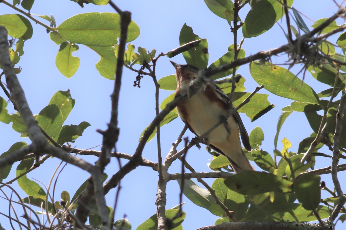 Bay-breasted Warbler - ML565211781