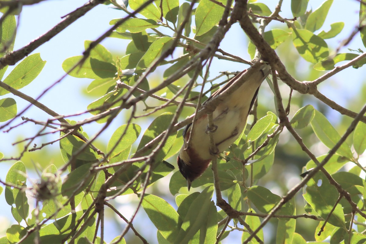 Bay-breasted Warbler - ML565211821