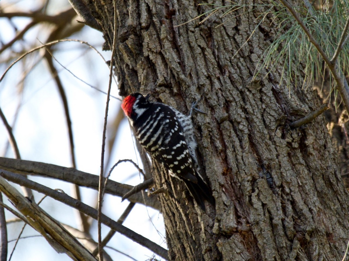Nuttall's Woodpecker - Cedar Stanistreet