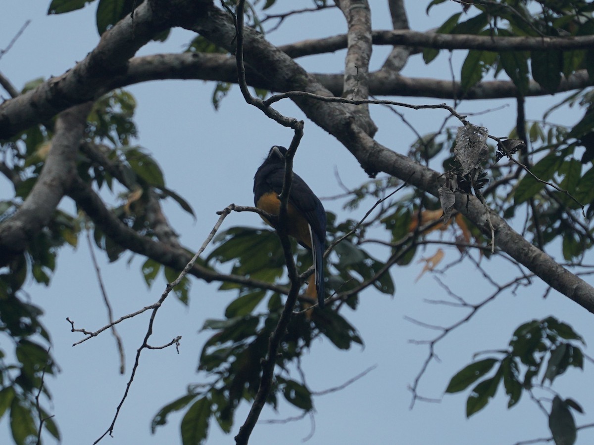 Green-backed Trogon - ML565212141