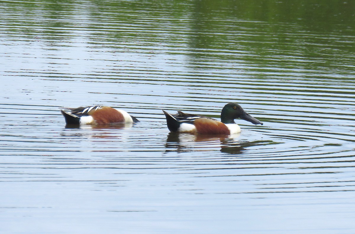 Northern Shoveler - ML565213611