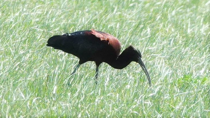 ibis hnědý - ML565213661