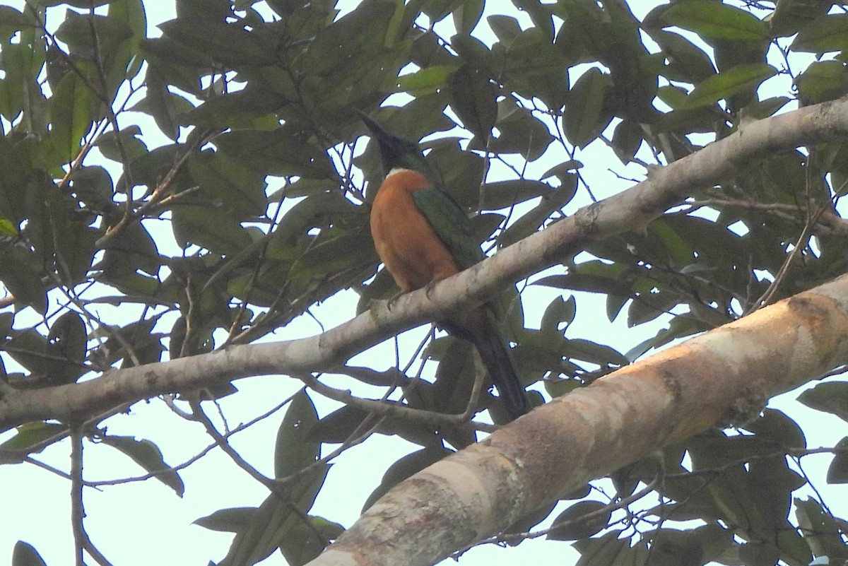 Great Jacamar - ML565214301