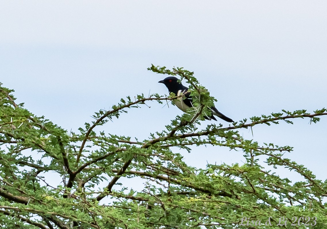 Magpie Starling - ML565216251