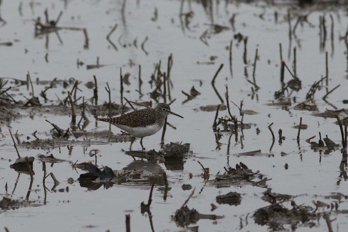 Solitary Sandpiper - ML565216561