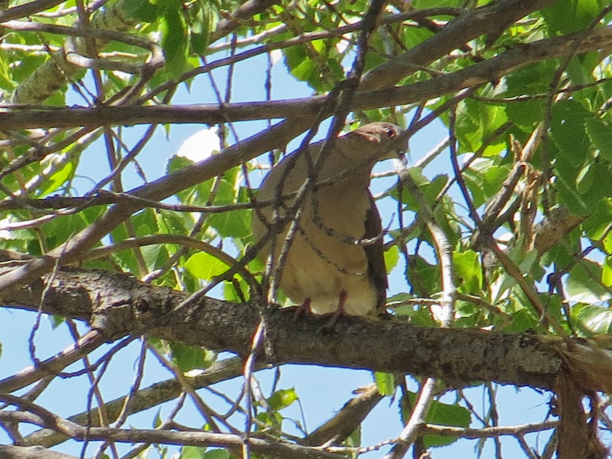 White-tipped Dove - ML565217251