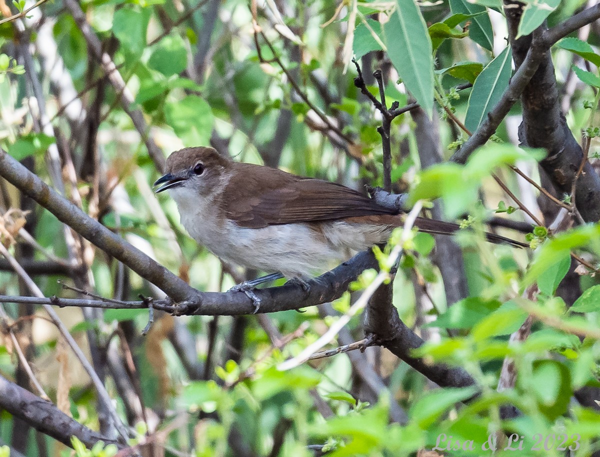 Northern Brownbul - ML565217751