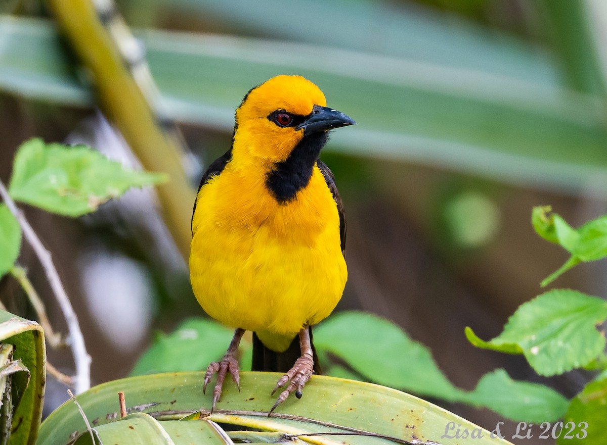 Black-necked Weaver - Lisa & Li Li