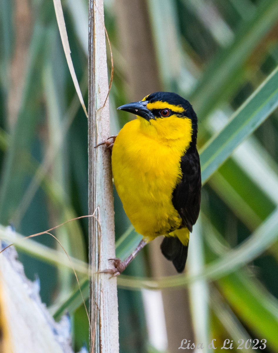 Black-necked Weaver - Lisa & Li Li