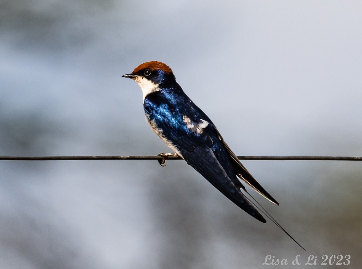 Wire-tailed Swallow - Lisa & Li Li