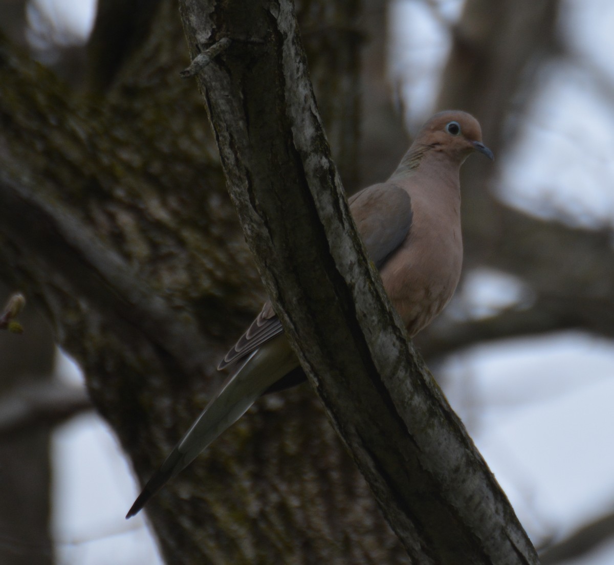 Mourning Dove - Doug Overacker