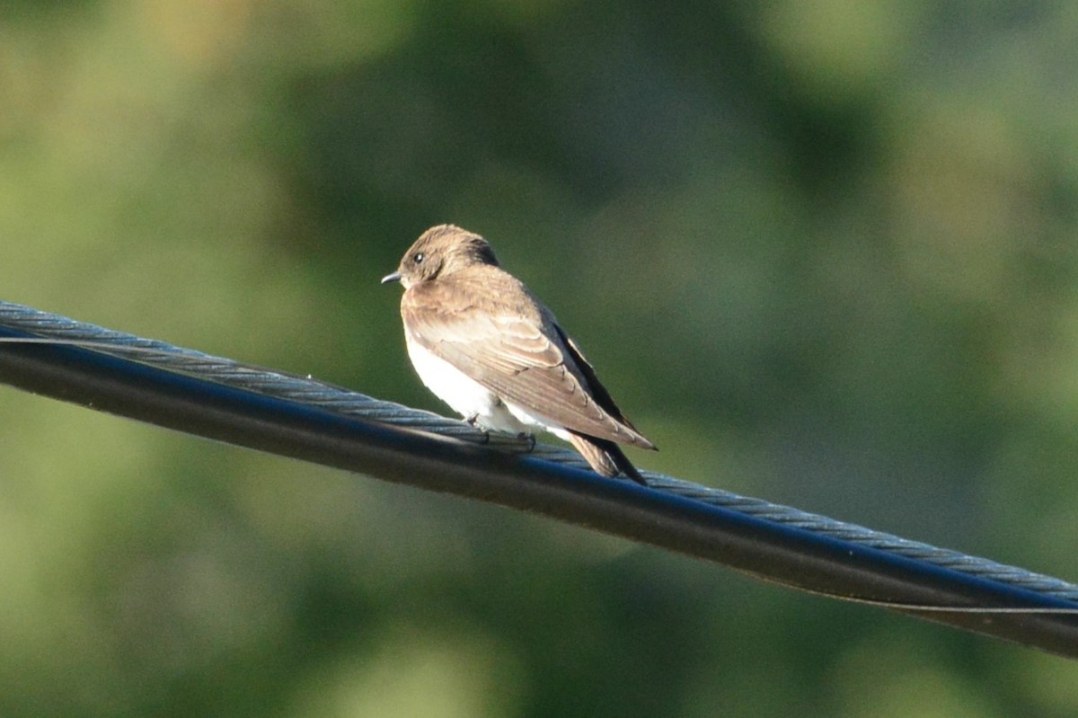 Northern Rough-winged Swallow - ML565218471
