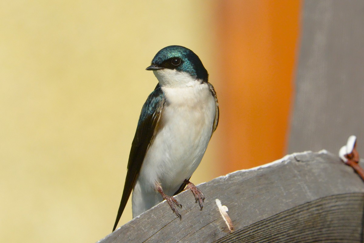 Golondrina Bicolor - ML565218531