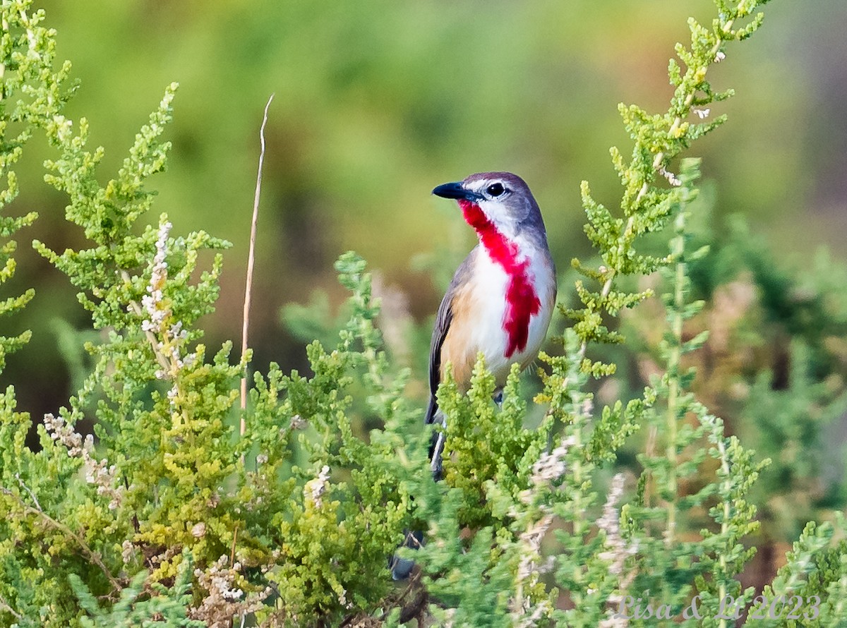 Rosy-patched Bushshrike - Lisa & Li Li