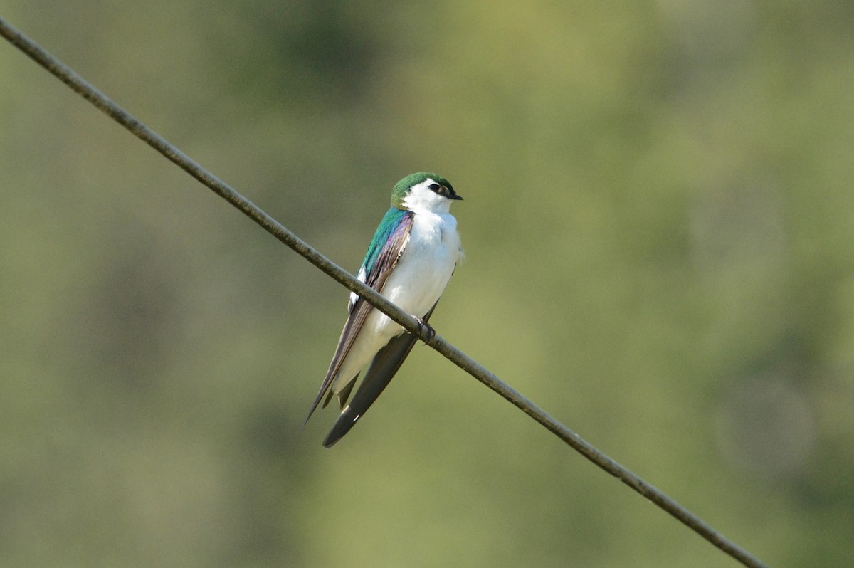 Violet-green Swallow - ML565218581