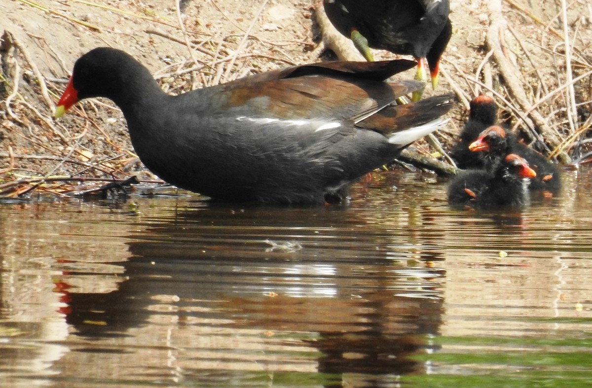 Common Gallinule - ML565218611