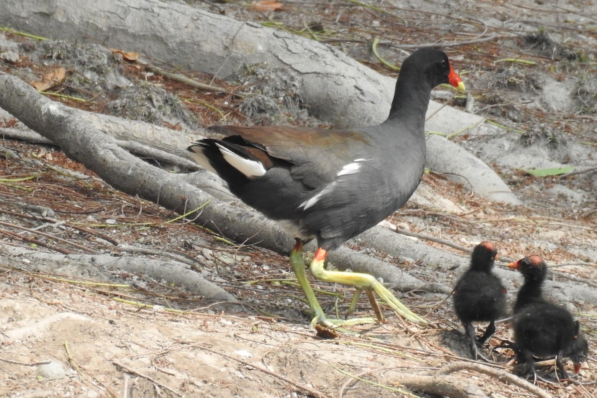 Common Gallinule - ML565218631