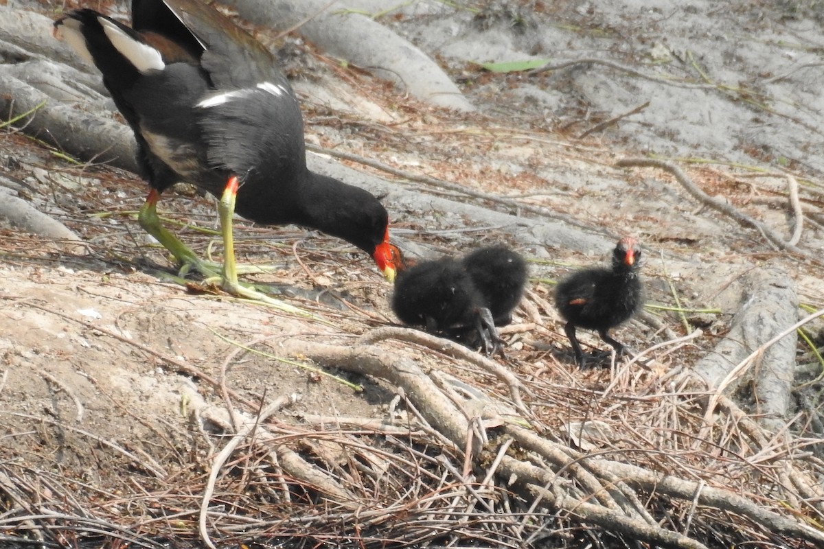 Common Gallinule - ML565218641