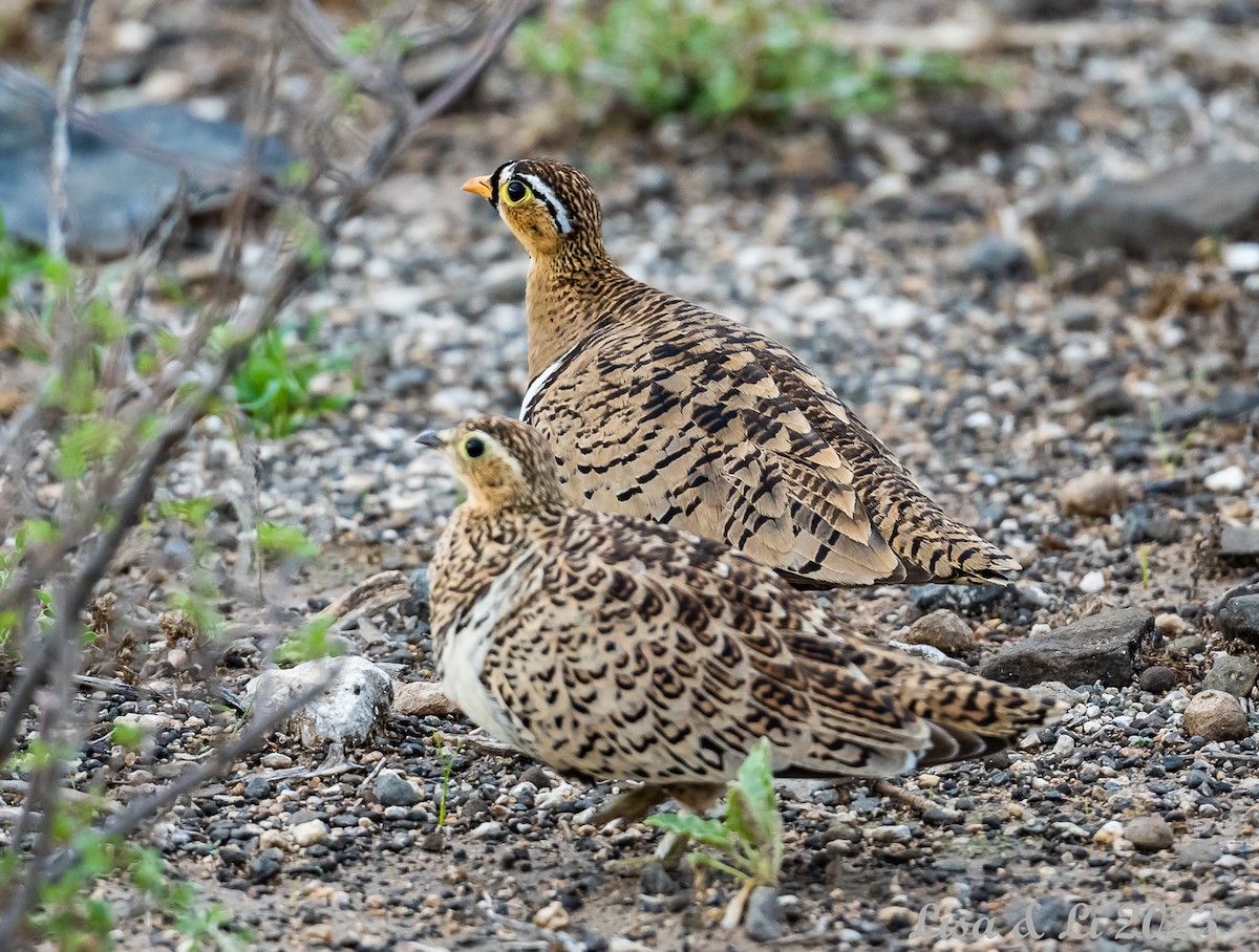 Black-faced Sandgrouse - ML565218791