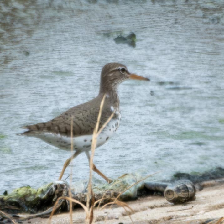 Spotted Sandpiper - ML565219391