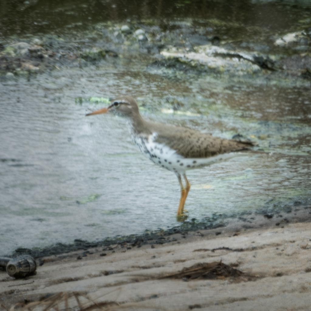 Spotted Sandpiper - ML565219491