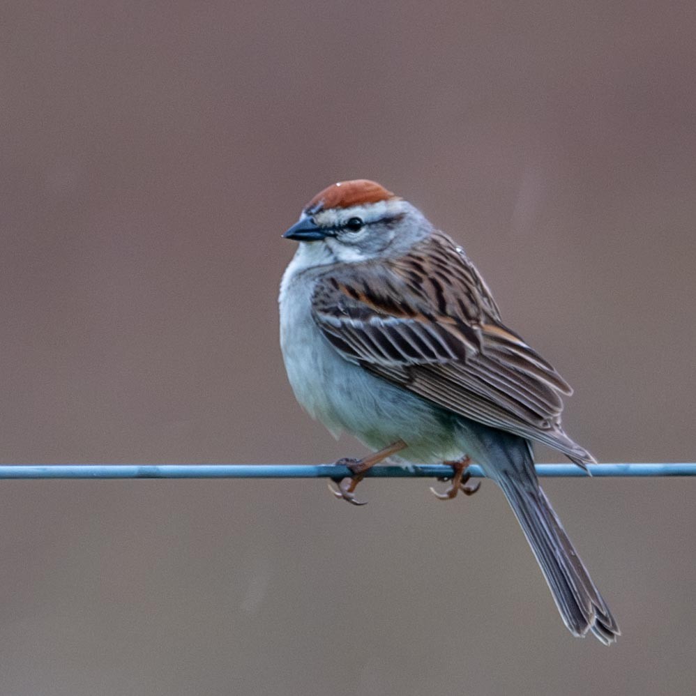 Chipping Sparrow - ML565219601