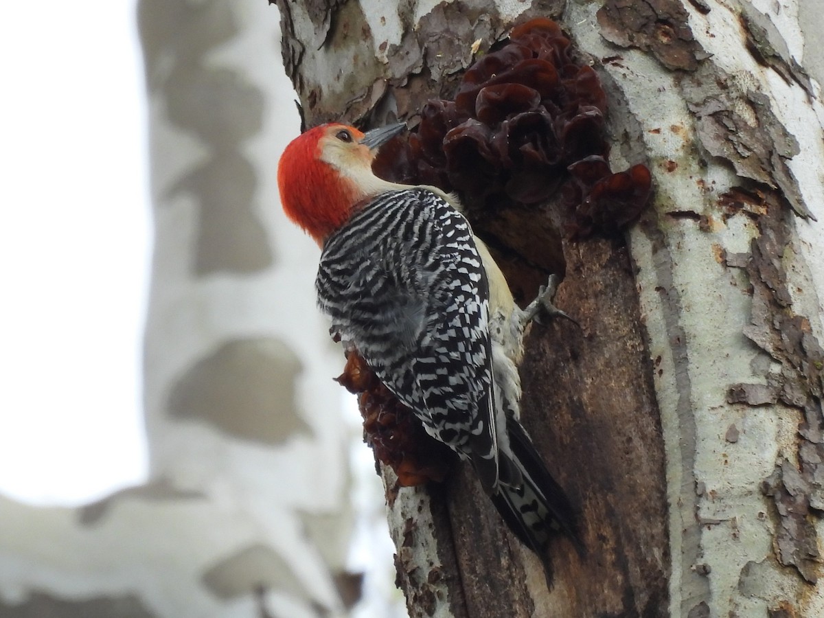 Red-bellied Woodpecker - ML565219611