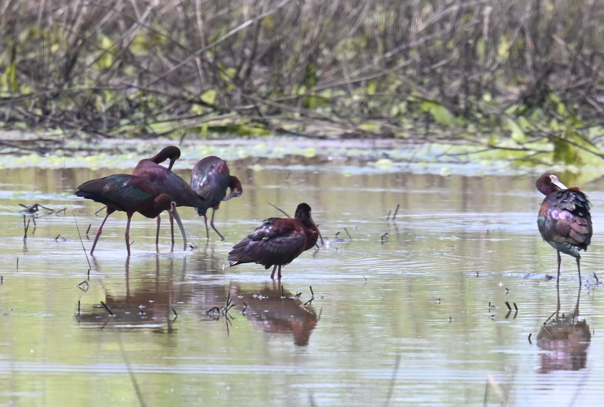 White-faced Ibis - ML565219671