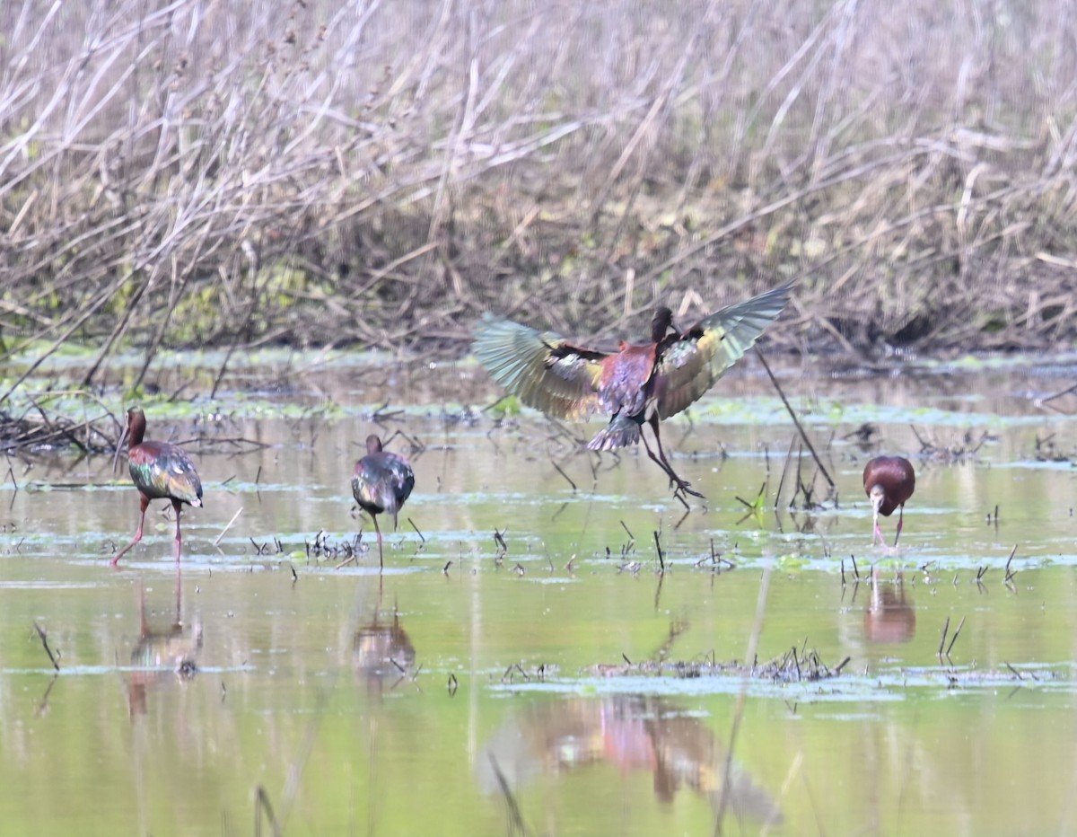 White-faced Ibis - ML565219681