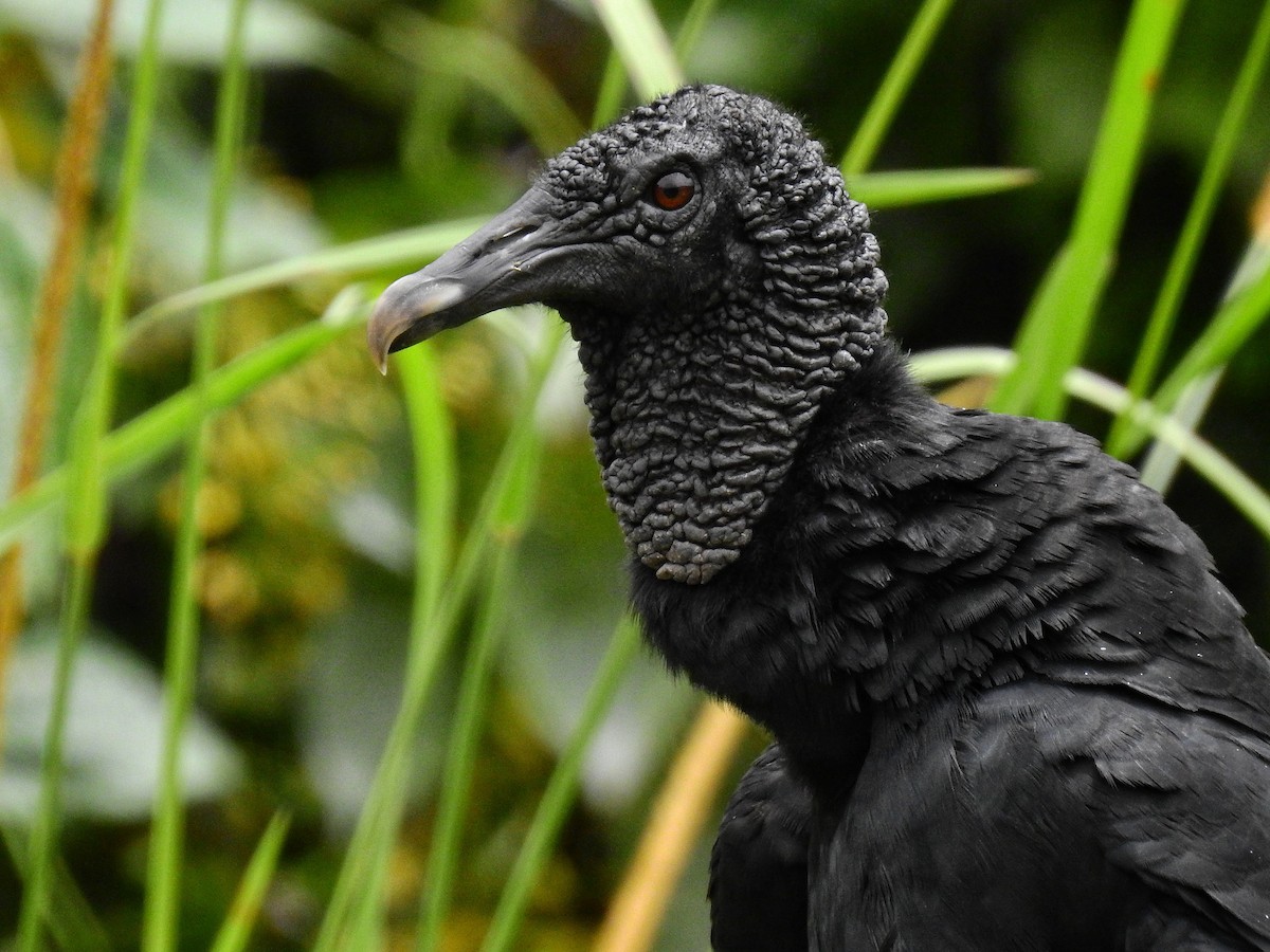 Black Vulture - ML565219761