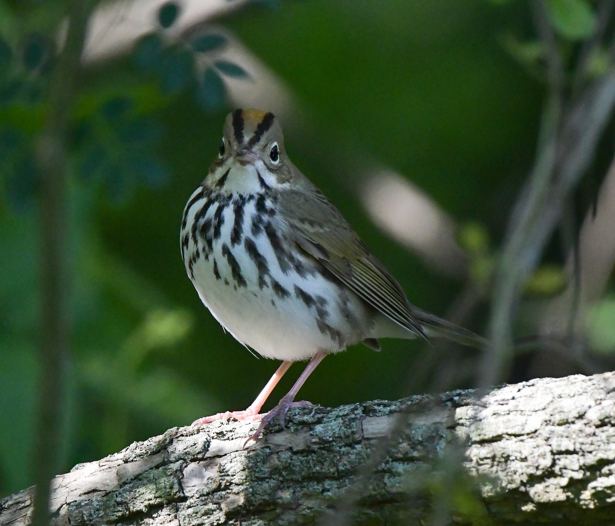 Ovenbird - ML565219881