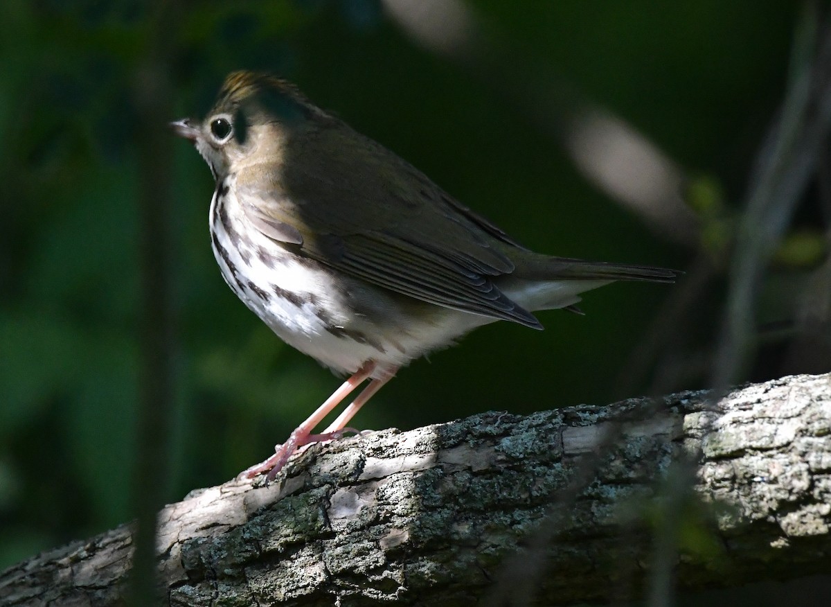 Ovenbird - ML565219891