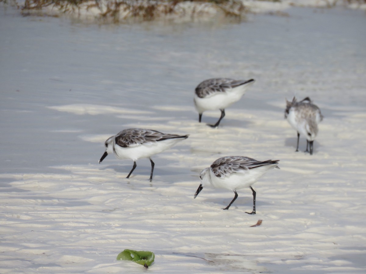 Sanderling - ML565220221