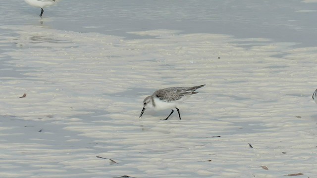 Bécasseau sanderling - ML565220241