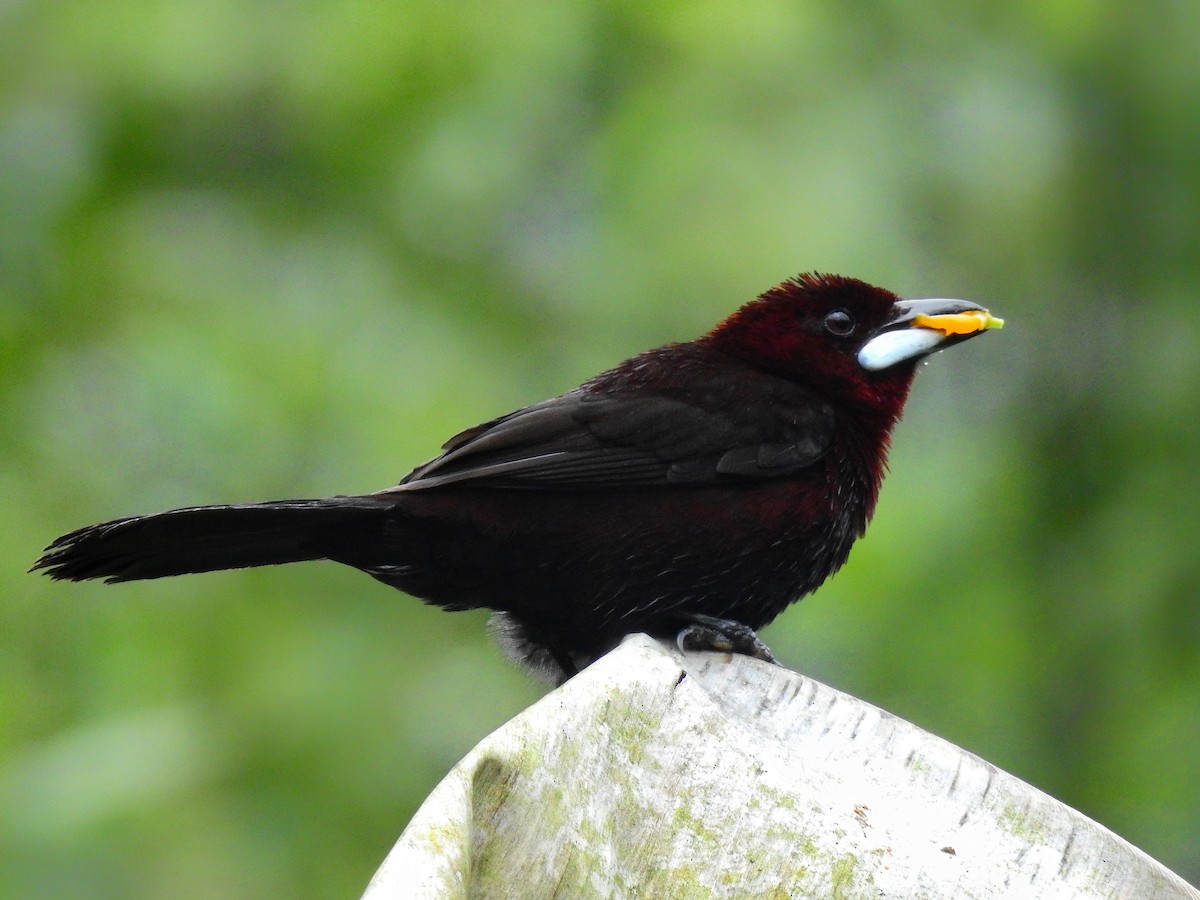 Silver-beaked Tanager - ML565220341