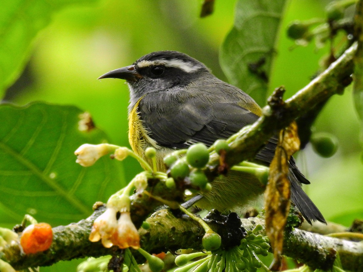 Bananaquit - ML565220421