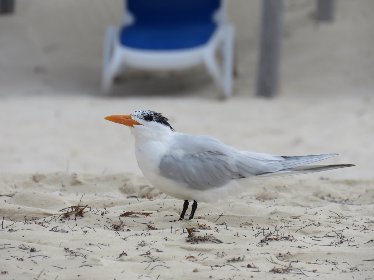 Royal Tern - ML565220441