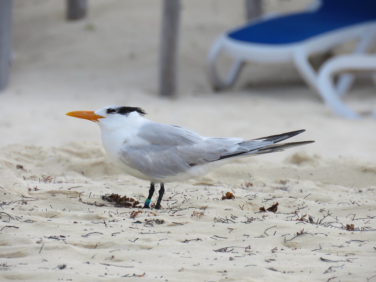 Royal Tern - ML565220451