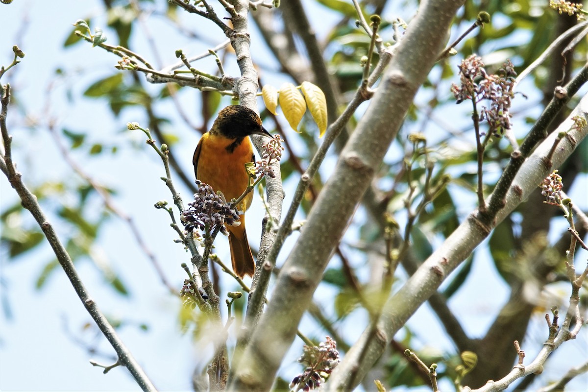 Baltimore Oriole - ML565220921