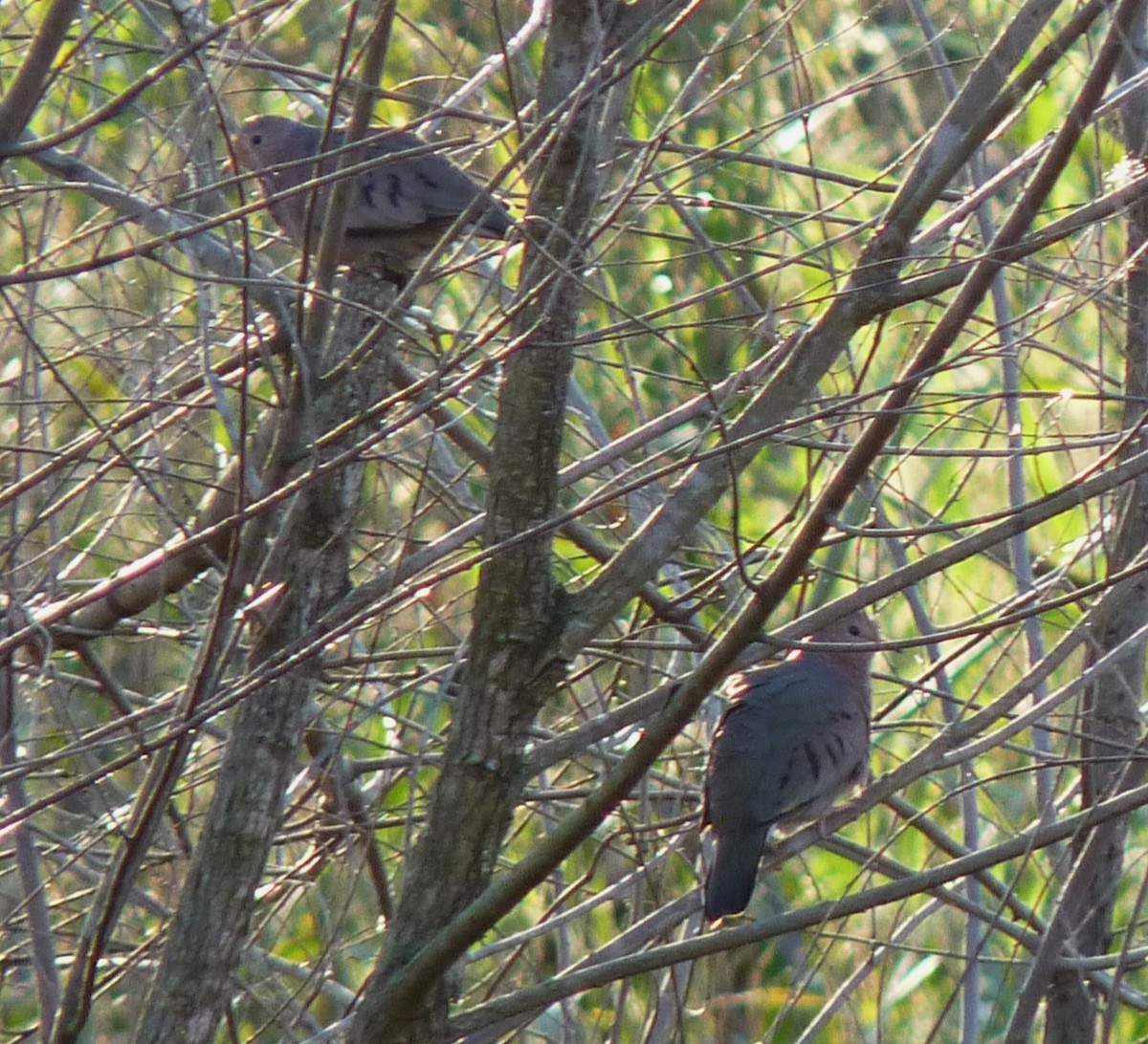 Common Ground Dove - ML565221171