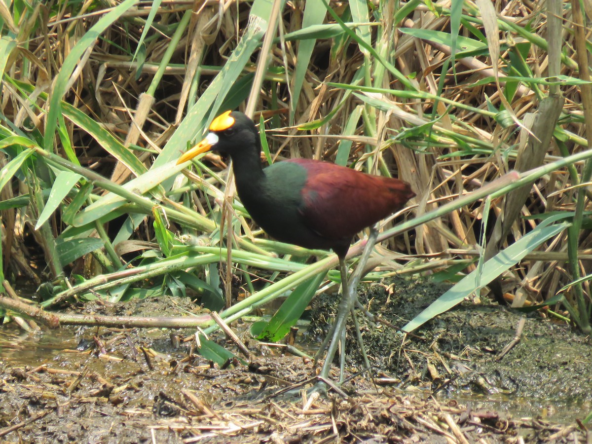 Northern Jacana - ML565221271