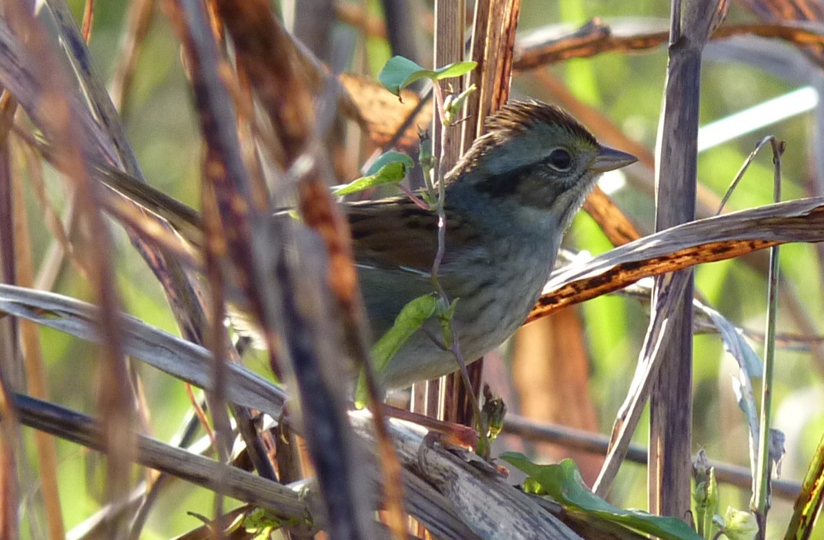 Swamp Sparrow - ML565221801