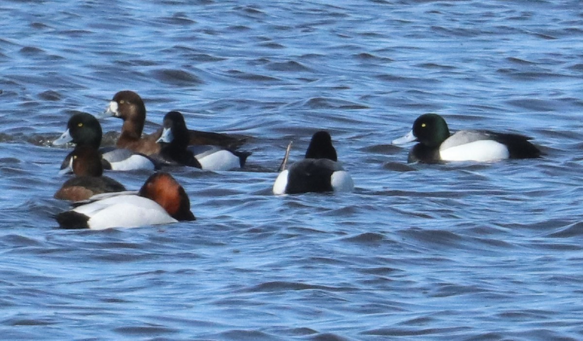 Greater Scaup - ML565221991