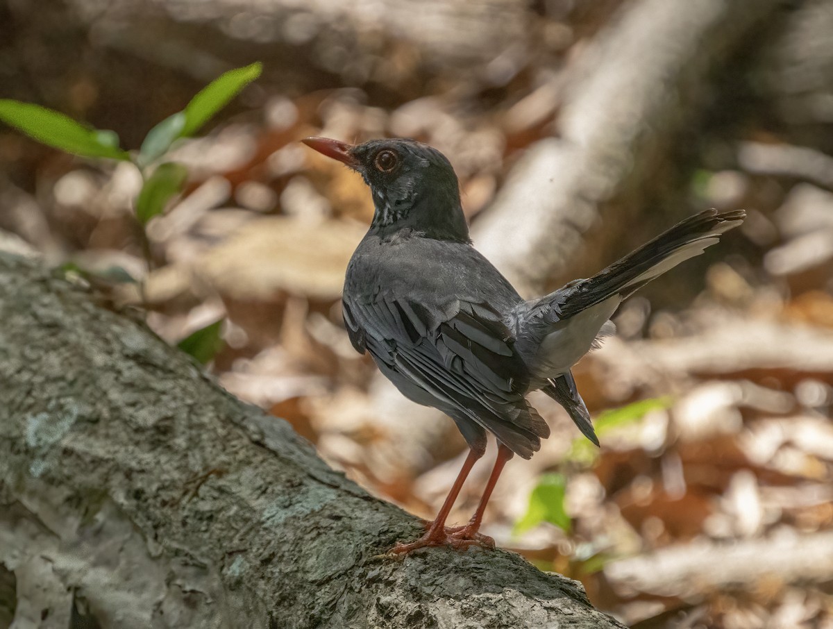 Red-legged Thrush (Antillean) - ML565222081