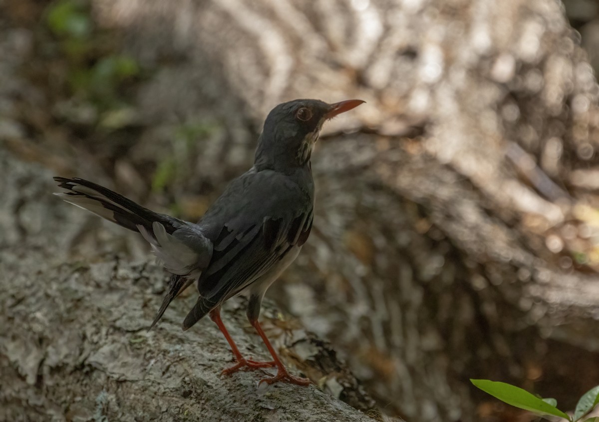 Red-legged Thrush (Antillean) - ML565222111