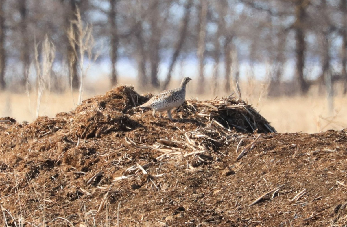 Sharp-tailed Grouse - Aaron Hywarren