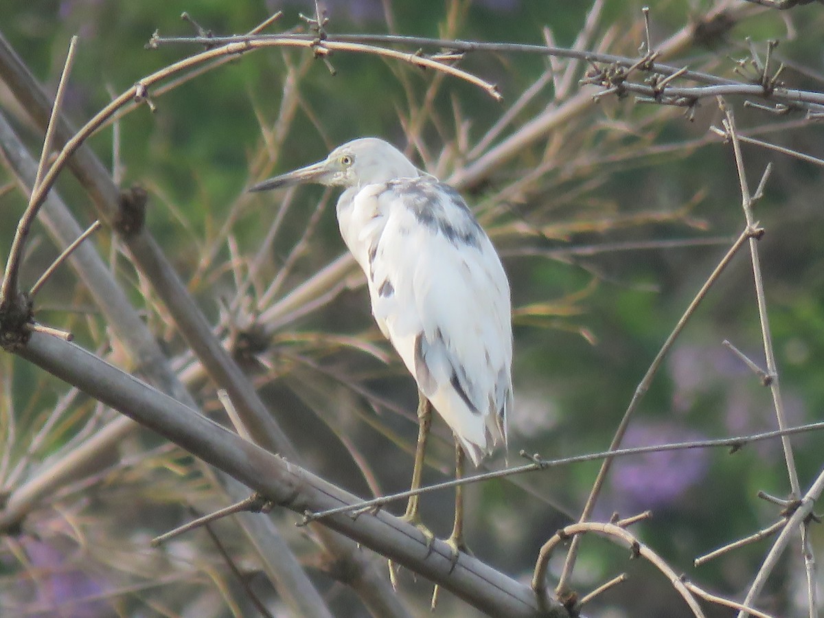 Little Blue Heron - ML565223101