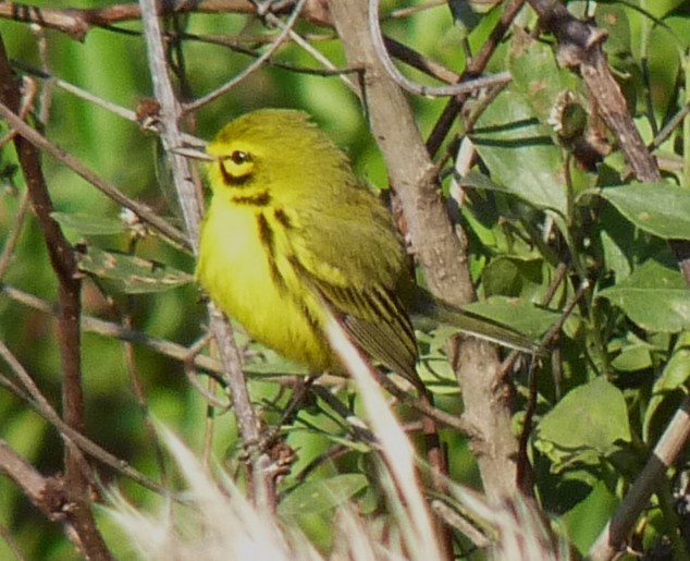 Prairie Warbler - ML565223171