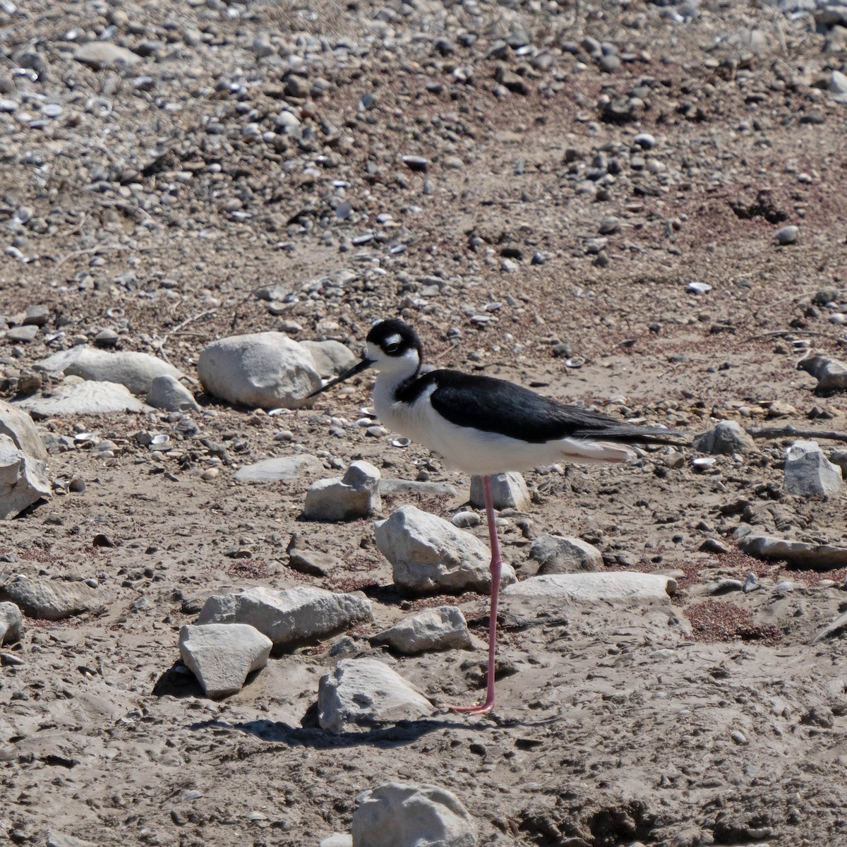 Black-necked Stilt - ML565223261