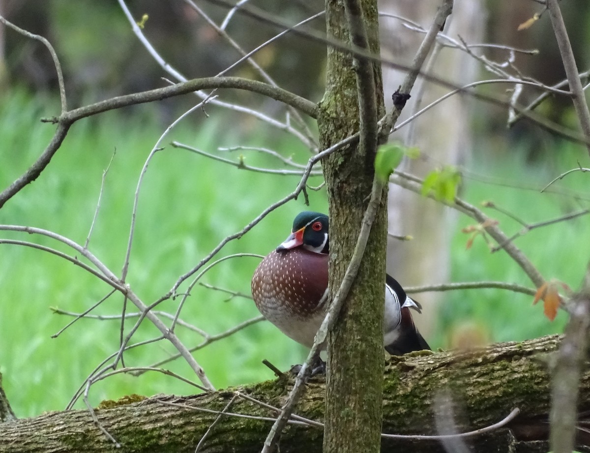 Wood Duck - ML565224431